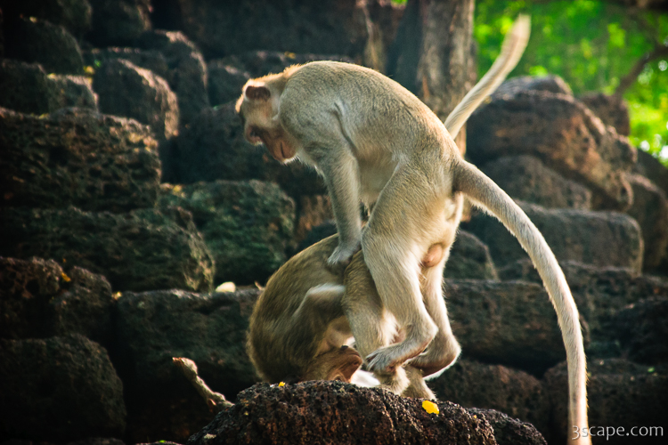  جفتگیری میمون ها Monkey mating