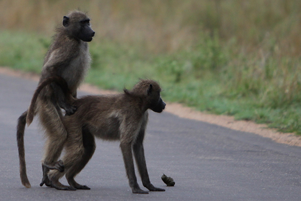  جفتگیری میمون ها Monkey mating