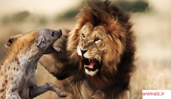 شکار حیوانات و جنگ حیوانات +عکس 