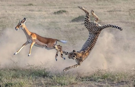 شکار حیوانات و جنگ حیوانات +عکس 