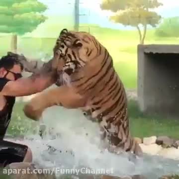 فیلم واقعی از حمله شیر و ببر و پلنگ به انسان ها(18 )