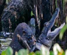 ترسناکترین حیوان ریزجثه که حتی کروکودیل ها ومارها هم ازش جسارتا مثل سگ میترسن HD