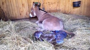 15408690-2452-b__8995