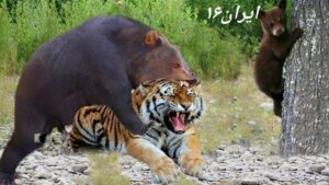 CREATOR: gd-jpeg v1.0 (using IJG JPEG v62), quality = 100?