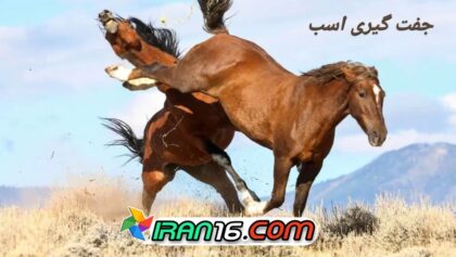 Horse mating